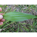 monocot leaf