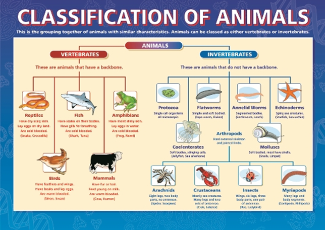 infographic on classification of animals