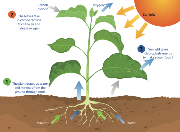 photosynthesis infographic
