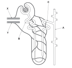 Structure of the Nephron
