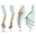 Comparative anatomy-Homologous structures