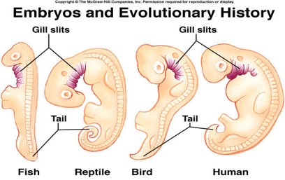 Comparative anatomy