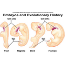 Comparative embryology