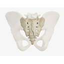 Comparative anatomy-Coccyx(vestigial structure)