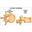 Lumber vertebra