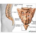 Sacral vertebra