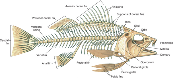 Locomotion in Finned Fish | SUPPORT AND MOVEMENT IN PLANTS AND ANIMALS