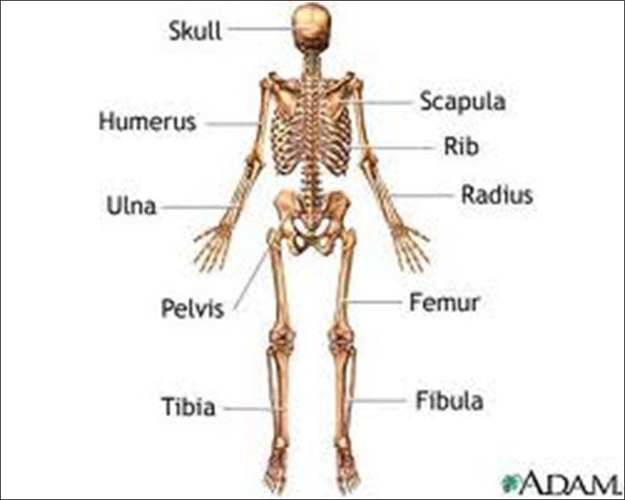 The Axial Skeleton | SUPPORT AND MOVEMENT IN PLANTS AND ANIMALS