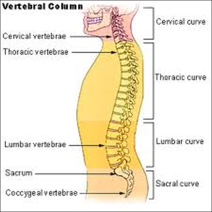 The Vertebral Column | SUPPORT AND MOVEMENT IN PLANTS AND ANIMALS